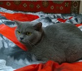 Фото в Домашние животные Отдам даром Отдам Британскую кошку бесплатно,с документами,ей в Улан-Удэ 0