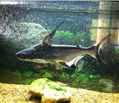 Foto в Домашние животные Рыбки Продам акулу 30 см. за 1000 руб. Вместе с в Саратове 1 000