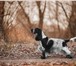 Изображение в Домашние животные Вязка собак Английский Кокер Спаниель Молодой, добрый, в Москве 8 000