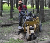 Фотография в Строительство и ремонт Разное Удаление деревьев, кронирование, выкорчевка в Москве 1 000