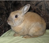 Фотография в Домашние животные Грызуны продам декаративного кролика мальчик серый в Комсомольск-на-Амуре 1 500