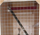 Изображение в Домашние животные Услуги для животных Территориально: Москва, Ярославское шоссеИндивидуальный в Москве 130