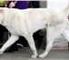 Фотография в Домашние животные Вязка собак Предлагается для вязки молодой, крупный, в Москве 0