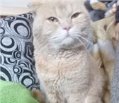 Изображение в Домашние животные Вязка Молодой котик, породы Шотландский скоттишь- в Екатеринбурге 900