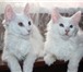 Котята Гиганты породы Мейн Кун от Родителей Чемпионов Мира 173483  фото в Москве