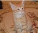 Продаются котята Курильского бобтейла 191666  фото в Новосибирске