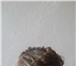 Фотография в Красота и здоровье Салоны красоты Мобильная студия причесок приглашает парикмахеров, в Улан-Удэ 0