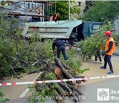 Foto в Строительство и ремонт Другие строительные услуги Деревья на Вашем участке стали большой проблемой? в Дедовск 900
