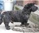 Foto в Домашние животные Вязка собак Порода: Скотч-терьерОкрас мраморный, возраст в Севастополь 0