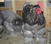 Фотография в Домашние животные Птички Цыплята мясо яичной породы Кохинхины голубые в Екатеринбурге 250