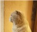 Фотография в Домашние животные Вязка Очень красивый котик. Крупный по размеру. в Екатеринбурге 1 300