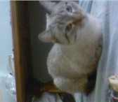 Фотография в Домашние животные Отдам даром Отдам кота и кошку.Кот домашний, возраст в Томске 0
