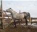 Фото в Домашние животные Другие животные Продам жеребца орловской породы, возраст в Красноярске 155 000