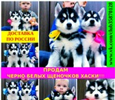Продажа сибирски хасят 4957878 Сибирский хаски фото в Торжке