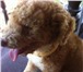 Фотография в Домашние животные Вязка собак Карликовой светло-рыжий с белым пудель 2,5 в Хабаровске 0