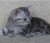 Питомник британских кошек «Максимус» предлагает котят: Д, р, котят 7января 2011г, Котики окраса 69375  фото в Саратове