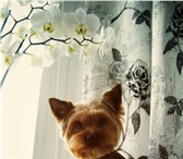 Фотография в Домашние животные Стрижка собак буду рада сделать вашу собачку самой красивой! в Москве 300