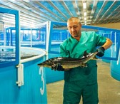 Фотография в Прочее,  разное Разное Продается УЗВ (домашняя осетровая ферма) в Ульяновске 3 080 000