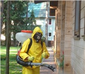 Фото в Прочее,  разное Разное Профессиональное выведение клопов, тараканов, в Нижнем Новгороде 1 000