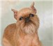 Изображение в Домашние животные Услуги для животных Опытный парикмахер приедет к Вам на дом (Строгино, в Москве 0