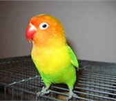 Изображение в Домашние животные Птички продам волнистиков 1 мес зеленые желтые голубые в Красноярске 500