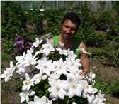 Изображение в Домашние животные Растения Клематис – это многолетняя, обильно и длительно в Новороссийске 150