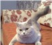 Изображение в Домашние животные Вязка ищу вислоухого шотландского кота для вязки в Удомля 0