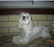 Изображение в Домашние животные Стрижка собак Предлагаю услуги грумера для ваших питомцев в Орехово-Зуево 800