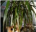 Foto в Домашние животные Услуги для животных Трехцветная лесная длинношерстная красавица в Улан-Удэ 0