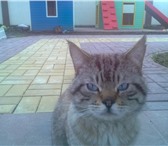Изображение в Help! Находки Найден котик п.Малиновка Гурьевский район. в Калининграде 0
