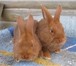 Фото в Прочее,  разное Разное Продам новозеландских красных кроликов. Самки в Минске 500 000