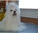 Фото в Домашние животные Вязка собак Породный кобельмальтийской болонки приглашает в Хабаровске 0