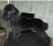 Foto в Домашние животные Услуги для животных Cтрижка собак в Бийске, тримминг, купание в Бийске 500