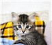 Сибирские котята ищут дом 1150666 Сибирская фото в Минске