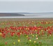 Фотография в Отдых и путешествия Туры, путевки Цветение тюльпанов в степи это очень красивое, в Армавире 1 990