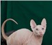Питомник донских сфинксов предлагает недорого котят 1523147 Донской сфинкс фото в Москве