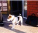 Изображение в Домашние животные Вязка собак ищит девочку в Оренбурге 0