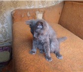 Фото в Домашние животные Отдам даром Добрые котята ,любят по играться ,приученные в Тамбове 0