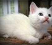 Изображение в Домашние животные Отдам даром Отдадим в добрые руки двухмесячных котят в Пензе 0