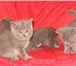 Для продажи предлагаются плюшевые британские котята с отличной родословной (мальчики и девочки), 68818  фото в Москве