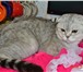 Фотография в Домашние животные Вязка Шотландский вислоухий котик приглашает на в Подольске 2 000