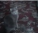 Продам британских котят 2938082 Британская короткошерстная фото в Магнитогорске