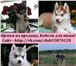 Замечательные щенки и взрослые собаки хаски недорого 2909414 Сибирский хаски фото в Москве