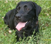 Foto в Домашние животные Вязка собак Чёрный мальчик лабрадора 3 года, с документами в Омске 0