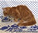 Котенок мейн-кун красный солид,   Шоу класс 2482144 Мейн-кун фото в Перми