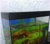 Фотография в Домашние животные Рыбки Срочно продам комнатный большой  аквариум в Нижнекамске 4 000