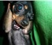 Изображение в Домашние животные Вязка собак Кобель той-терьера,3 года,вес 2 кг, рост в Краснодаре 1 000