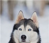 Изображение в Домашние животные Вязка собак Порода: Сибирская хаски Предлагается для в Москве 15 000