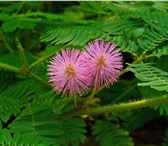 Изображение в Домашние животные Растения Удивительное комнатное растение, получившее в Краснодаре 200