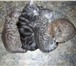 Проводится предварительная запись на покупку котят, Одна кошечка скоттиш-фолд, два мальчика и одна 69720  фото в Перми